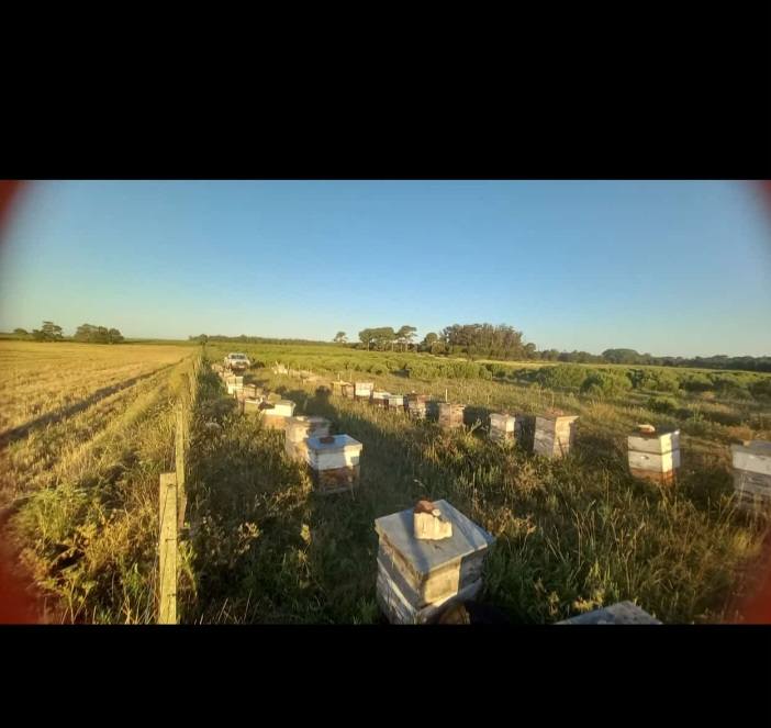 Foto de colmenas o panales